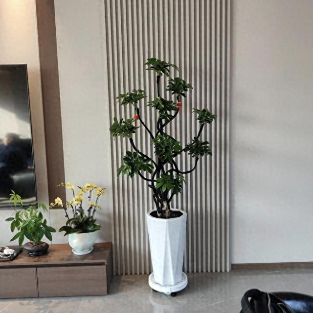 Suitable for indoor plant cultivation