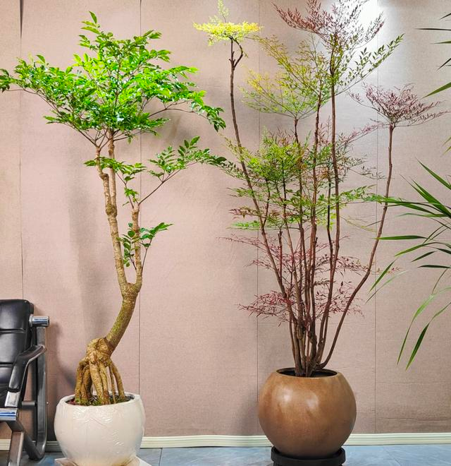 Suitable for indoor plant cultivation