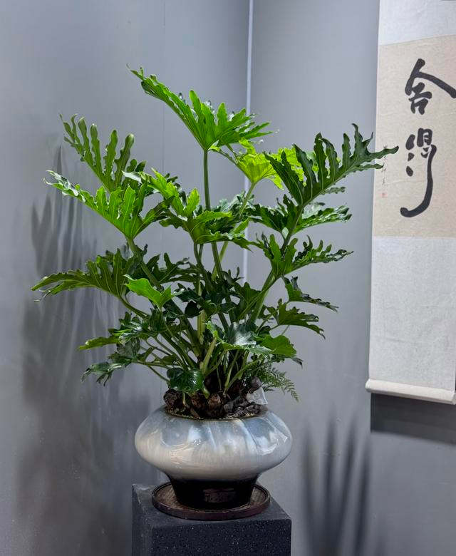 Suitable for indoor plant cultivation