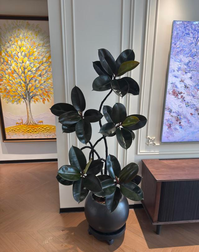 Suitable for indoor plant cultivation