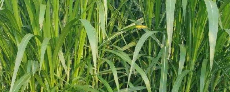 Sudanese grass cultivation technology