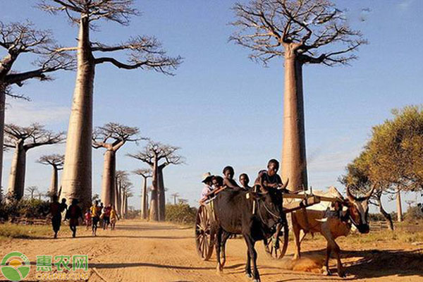 Monkey pasta seed cultivation methods