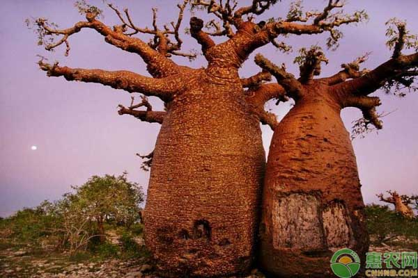 Monkey pasta seed cultivation methods