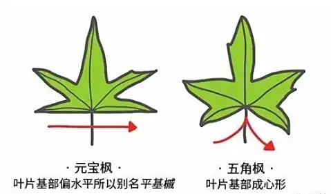 Maple planting methods