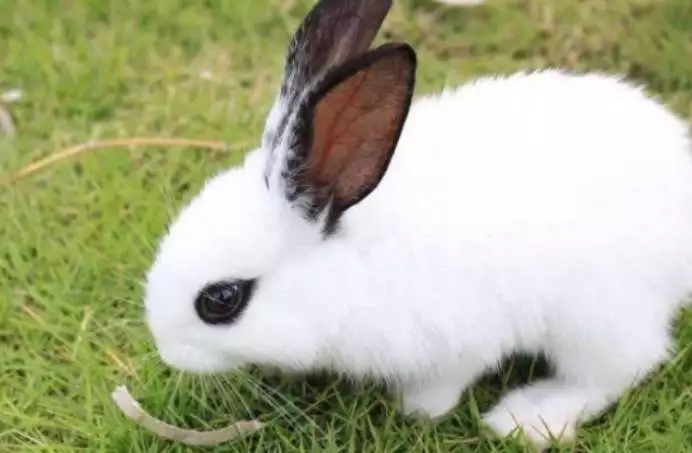 About rabbits' habits and characteristics