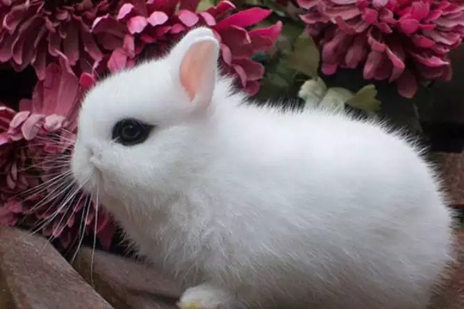 About rabbits' habits and characteristics