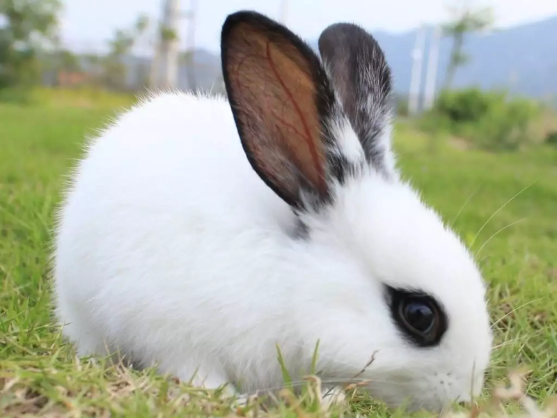 About rabbits' habits and characteristics
