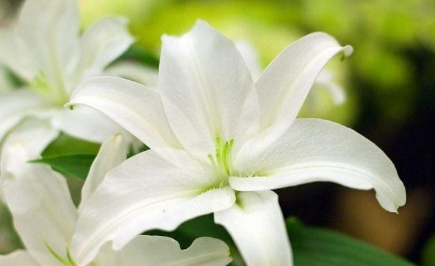 Farming and farming methods of lilies