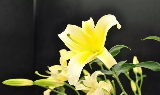 Farming and farming methods of lilies