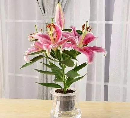 Farming and farming methods of lilies