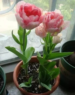 Farming and farming methods of lilies