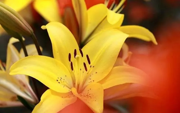 Farming and farming methods of lilies