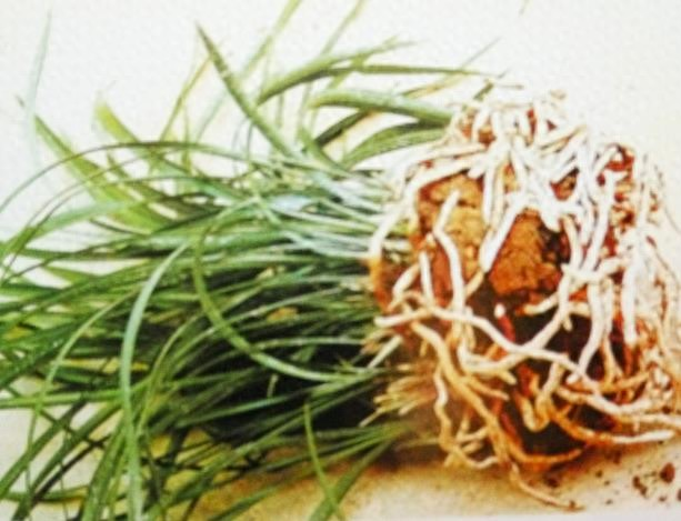 丛生苗木种植技术