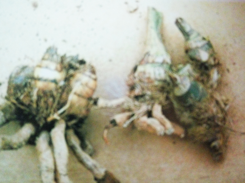 丛生苗木种植技术