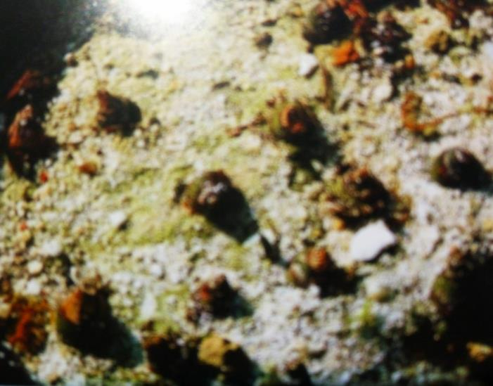 丛生苗木种植技术