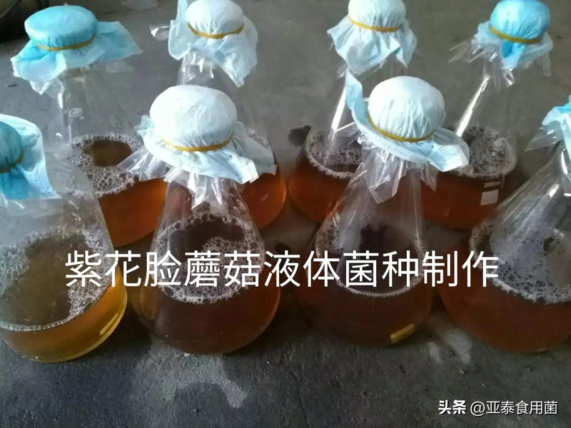 蘑菇怎么种植方法