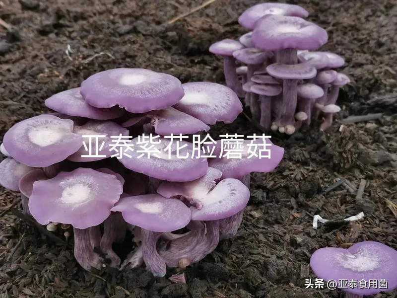 蘑菇怎么种植方法