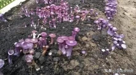 蘑菇怎么种植方法