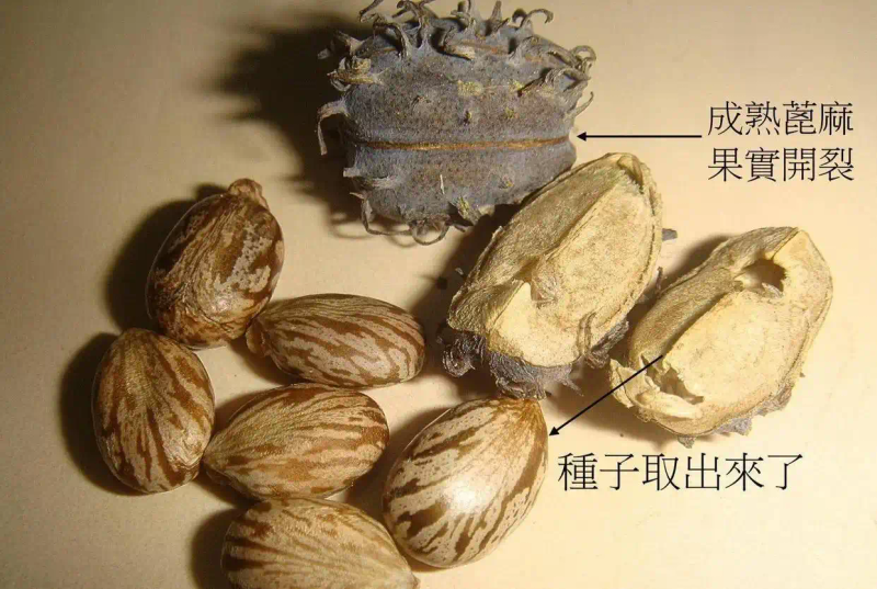 热带蓖麻种植技术