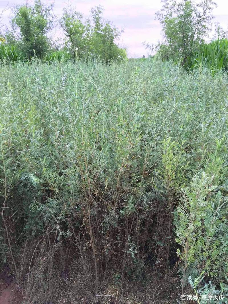 Lemon farming techniques