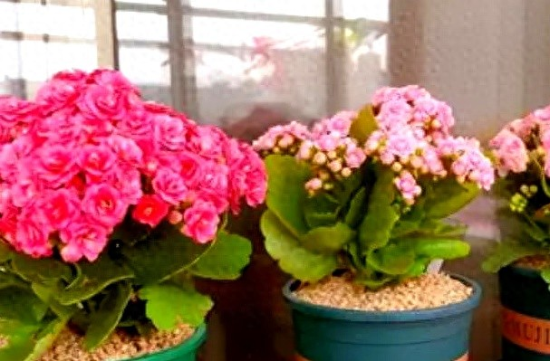 Suitable for indoor plant cultivation