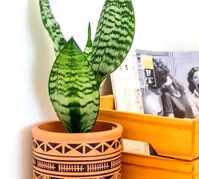 Suitable for indoor plant cultivation