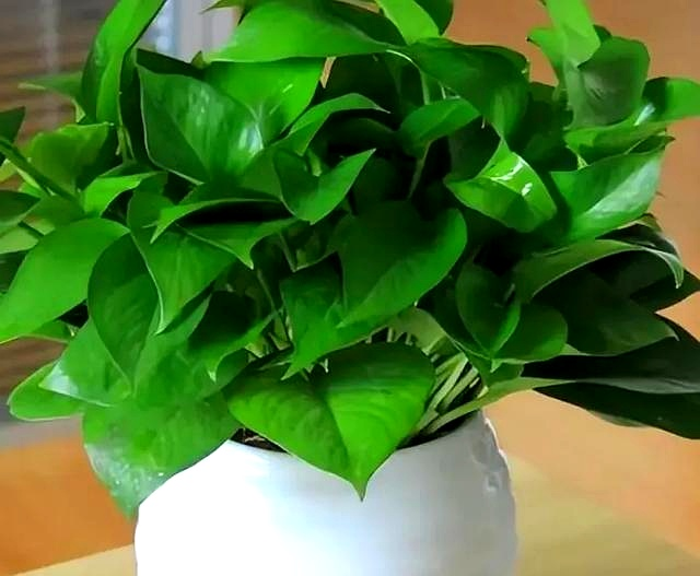 Suitable for indoor plant cultivation