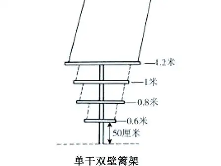 红提葡萄的种植技术