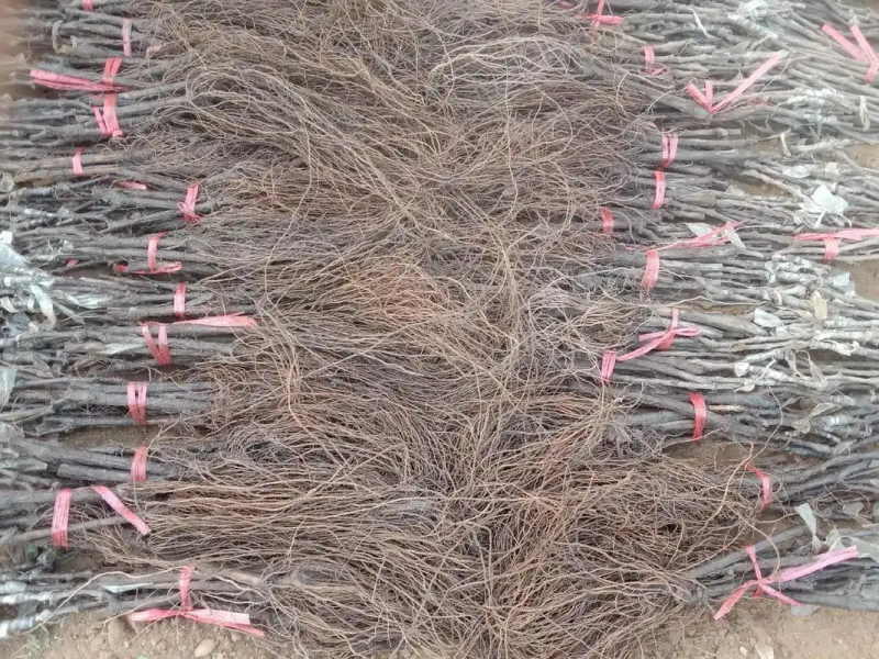 红提葡萄的种植技术