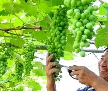 红提葡萄的种植技术