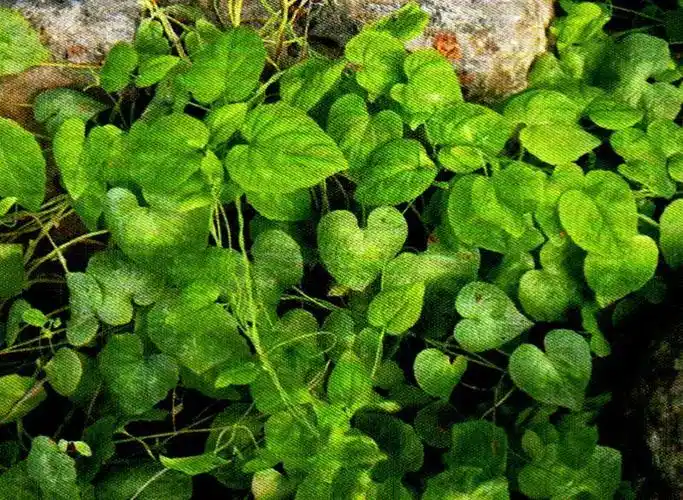红提葡萄的种植技术