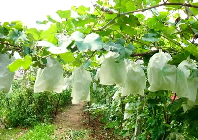 红提葡萄的种植技术