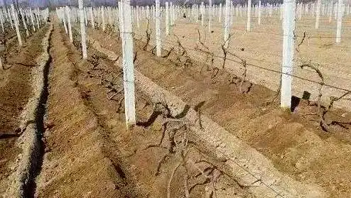 红提葡萄的种植技术