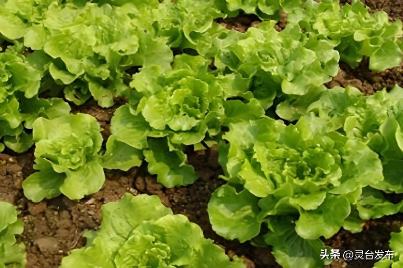 Early spring cabbage cultivation techniques