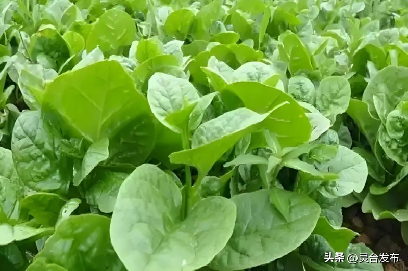 Early spring cabbage cultivation techniques