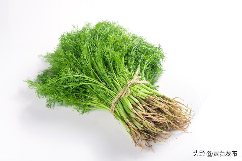 Early spring cabbage cultivation techniques