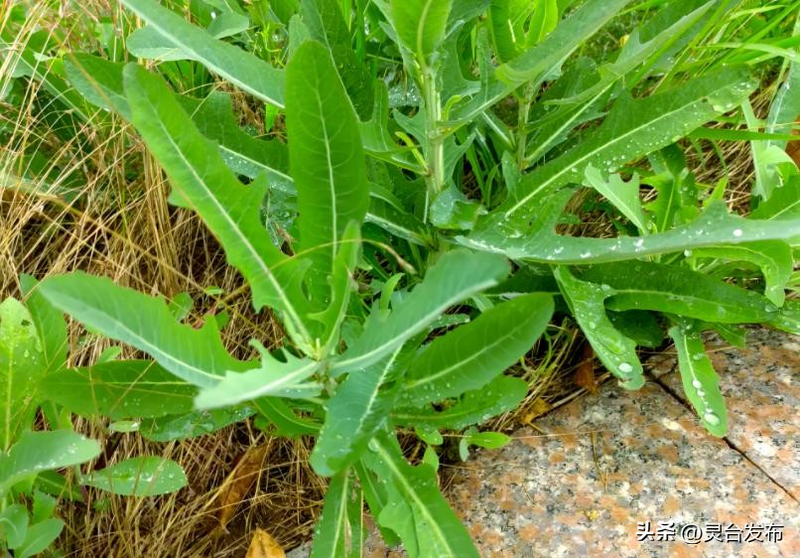 Early spring cabbage cultivation techniques