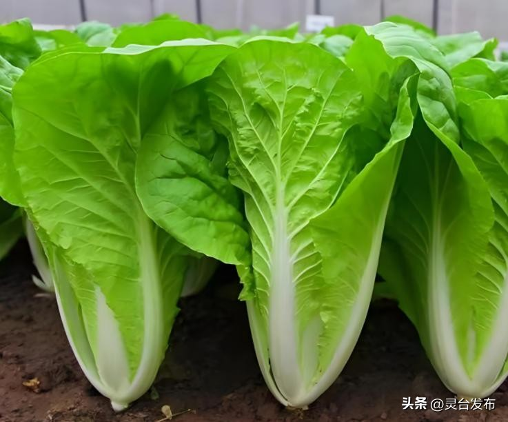 Early spring cabbage cultivation techniques