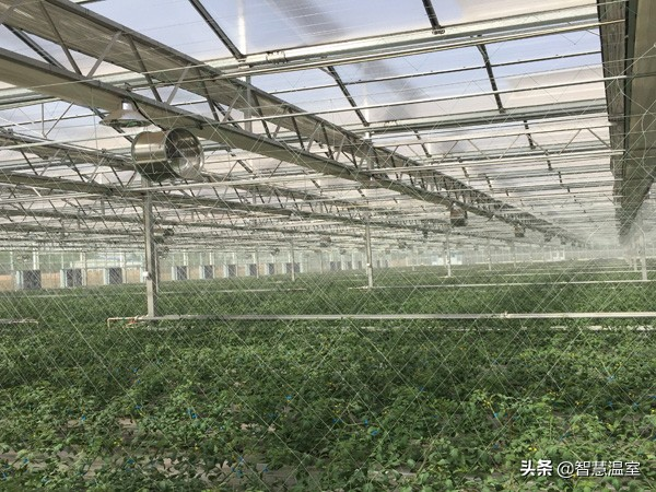 温室种植技术