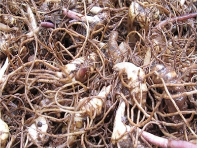 重楼的种植技术视频