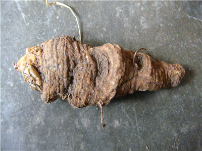 重楼的种植技术视频