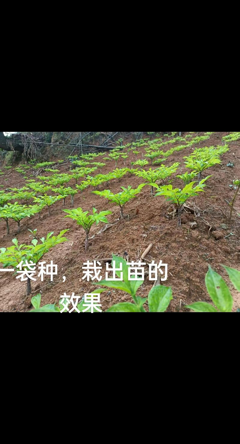 重楼的种植技术视频