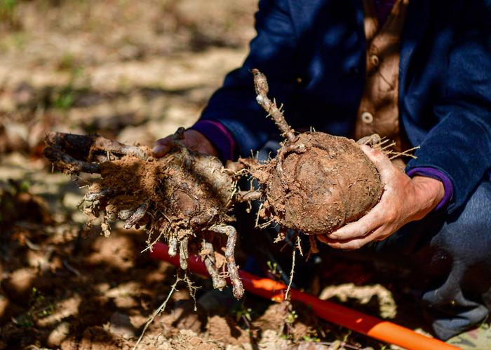 重楼的种植技术视频