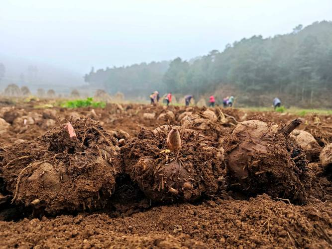 重楼的种植技术视频