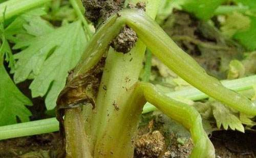 Greenhouse farming techniques