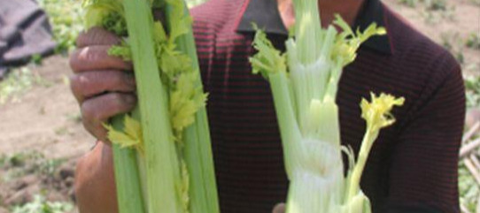 Greenhouse farming techniques