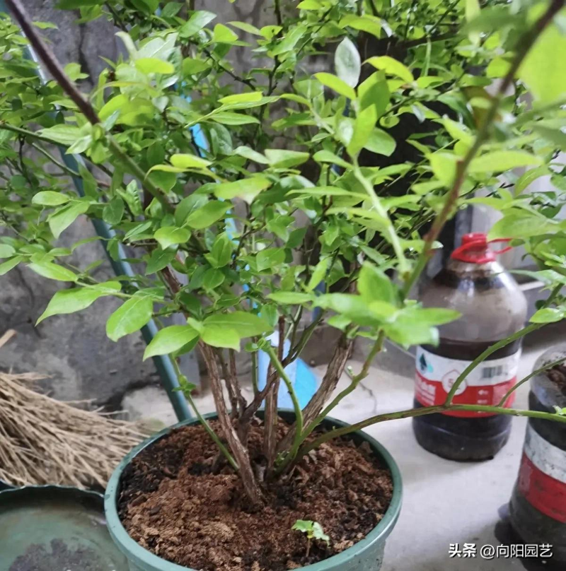 Blueberry shed cultivation techniques