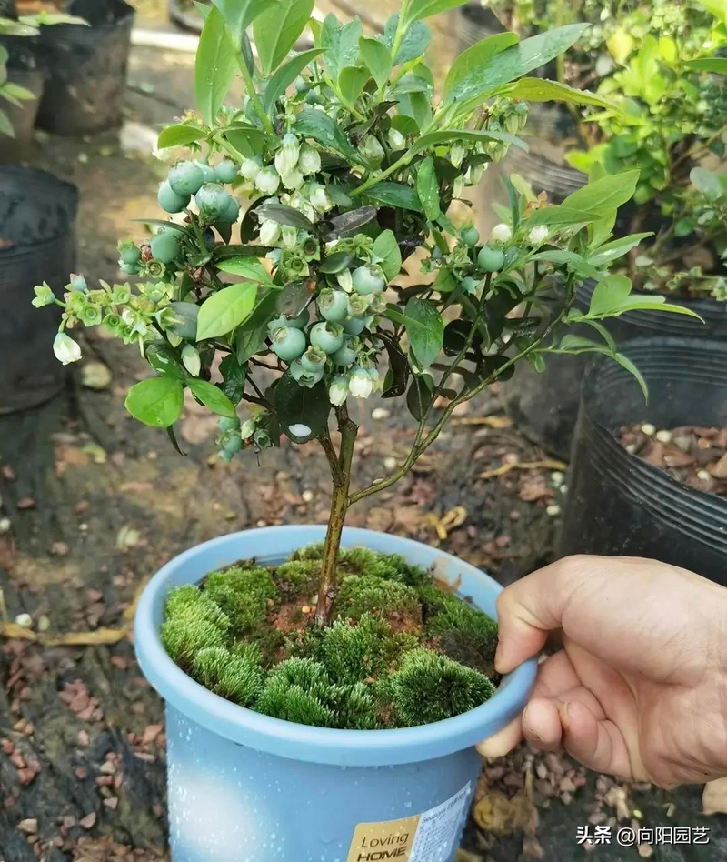Blueberry shed cultivation techniques