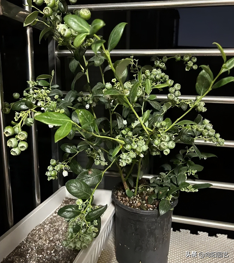 Blueberry shed cultivation techniques