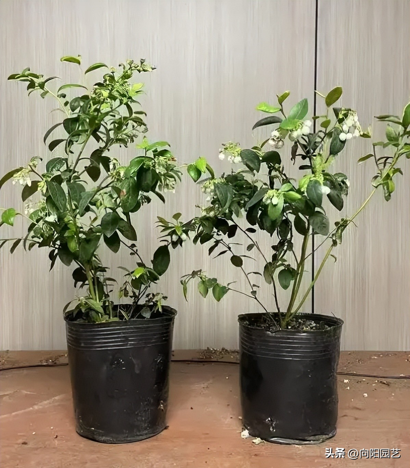 Blueberry shed cultivation techniques